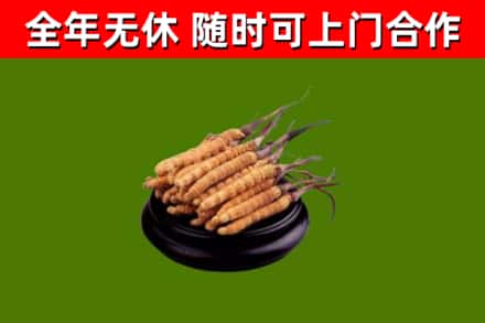 双台子回收冬虫夏草