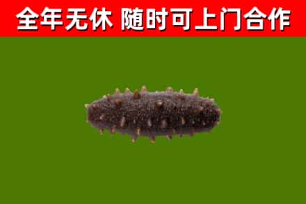 双台子回收海参干